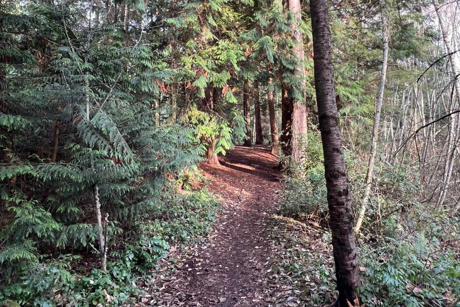 A trail surrounded by trees. 