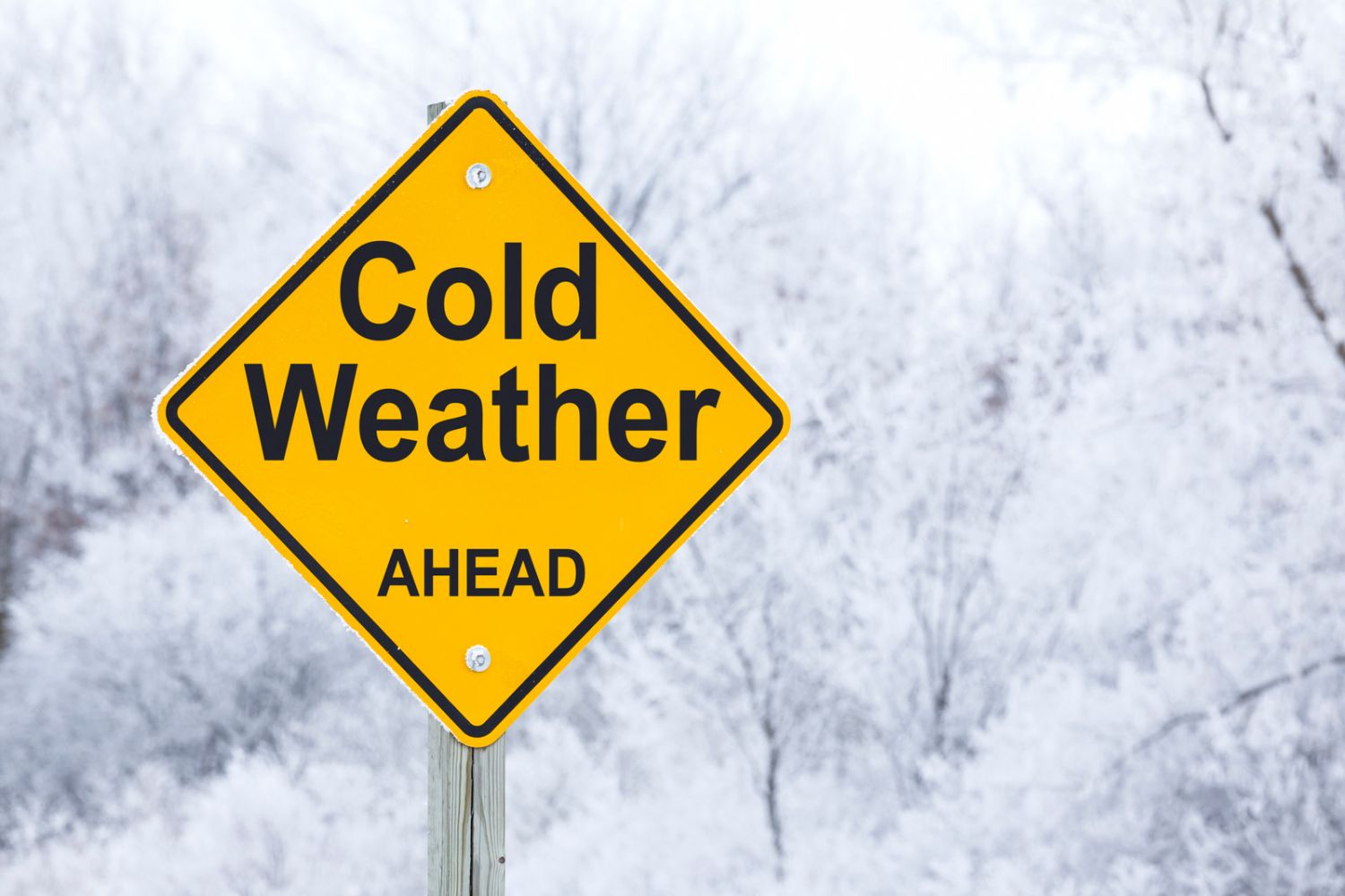 A yellow traffic sign says cold wather ahead with snow covered trees in the background