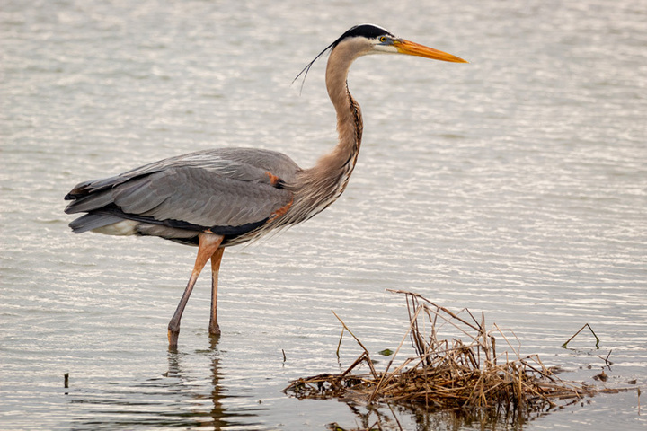 heron standing in water