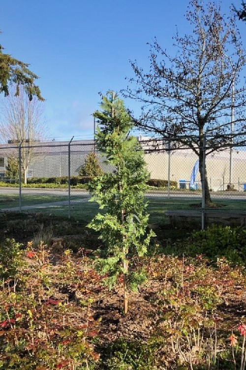 A cedar tree that was planted outside of Community Transit after nobody claimed it from the Lost and Found. 