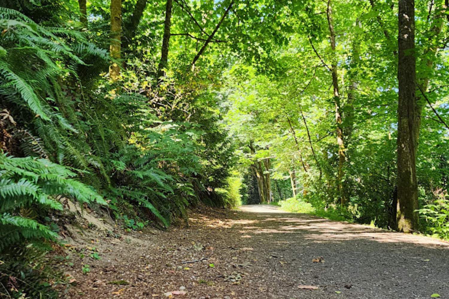 A hiking trail through Yost Park in Edmonds, WA