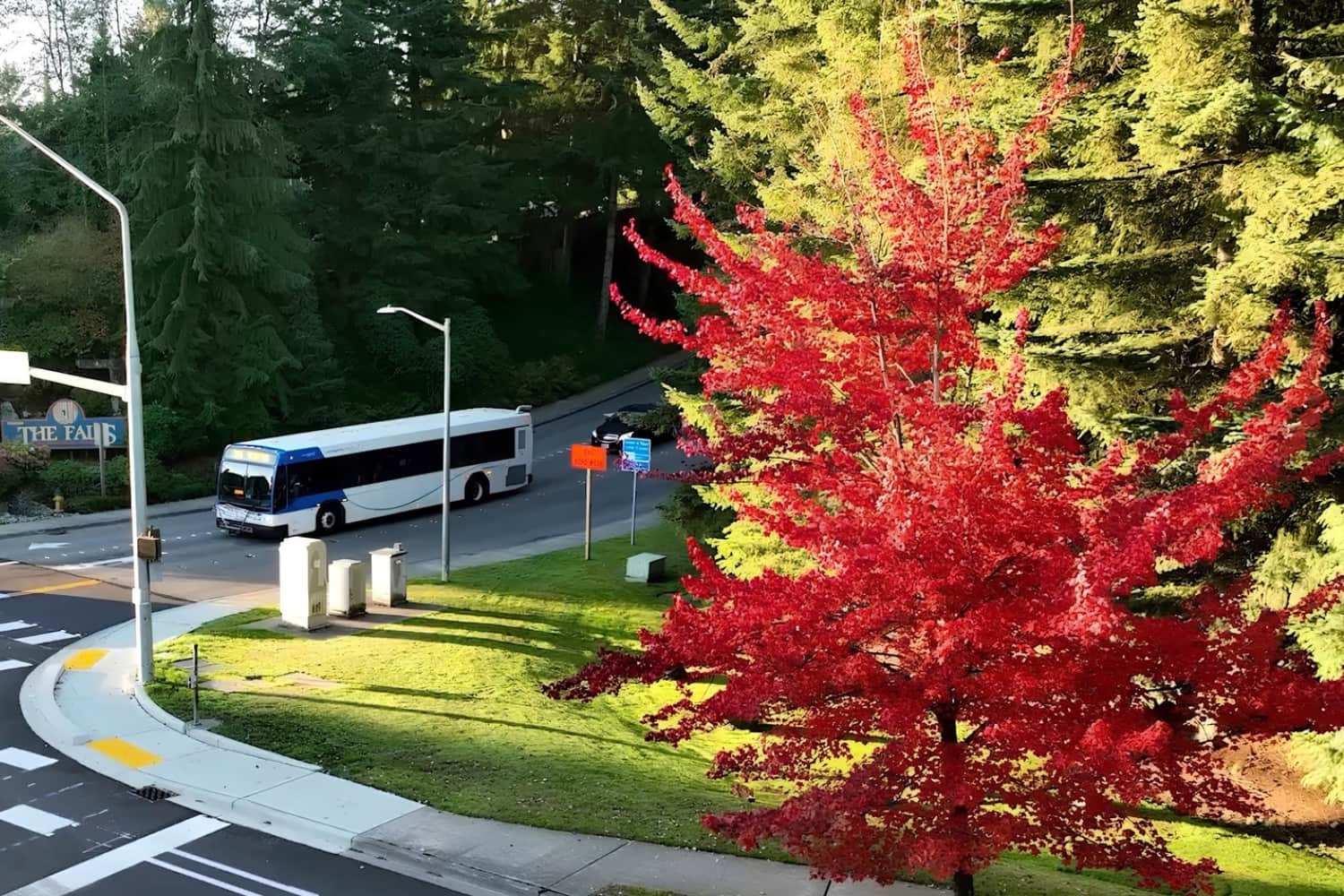 A Community Transit bus approaches an intersection. A tree with brilliant red leaves appears in the foreground
