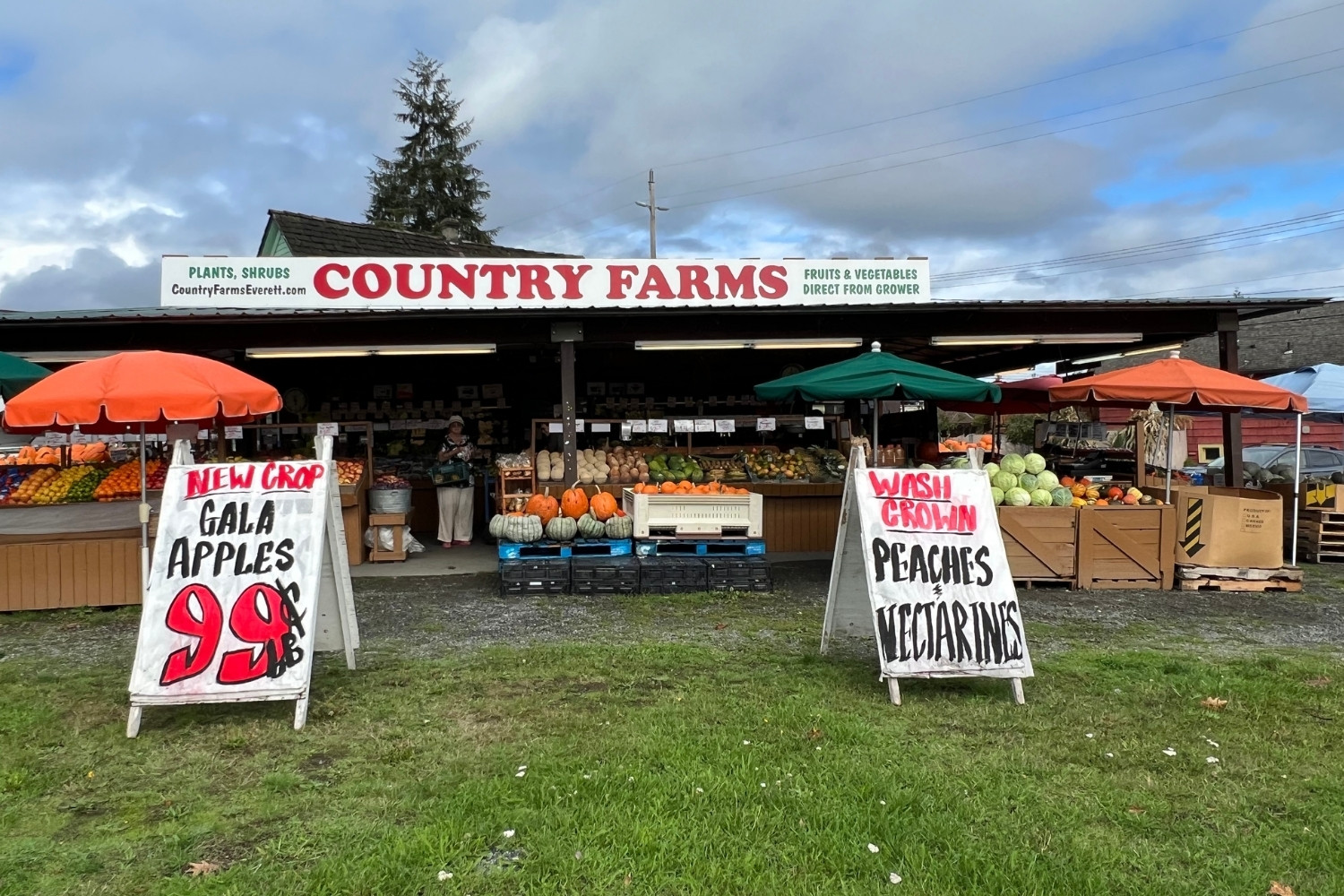 Front view of a local fruit and vegetable stand. A-frame signs advertise gala applies, peaches and nectarines. Umbrellas in orange and green shield fruit displays