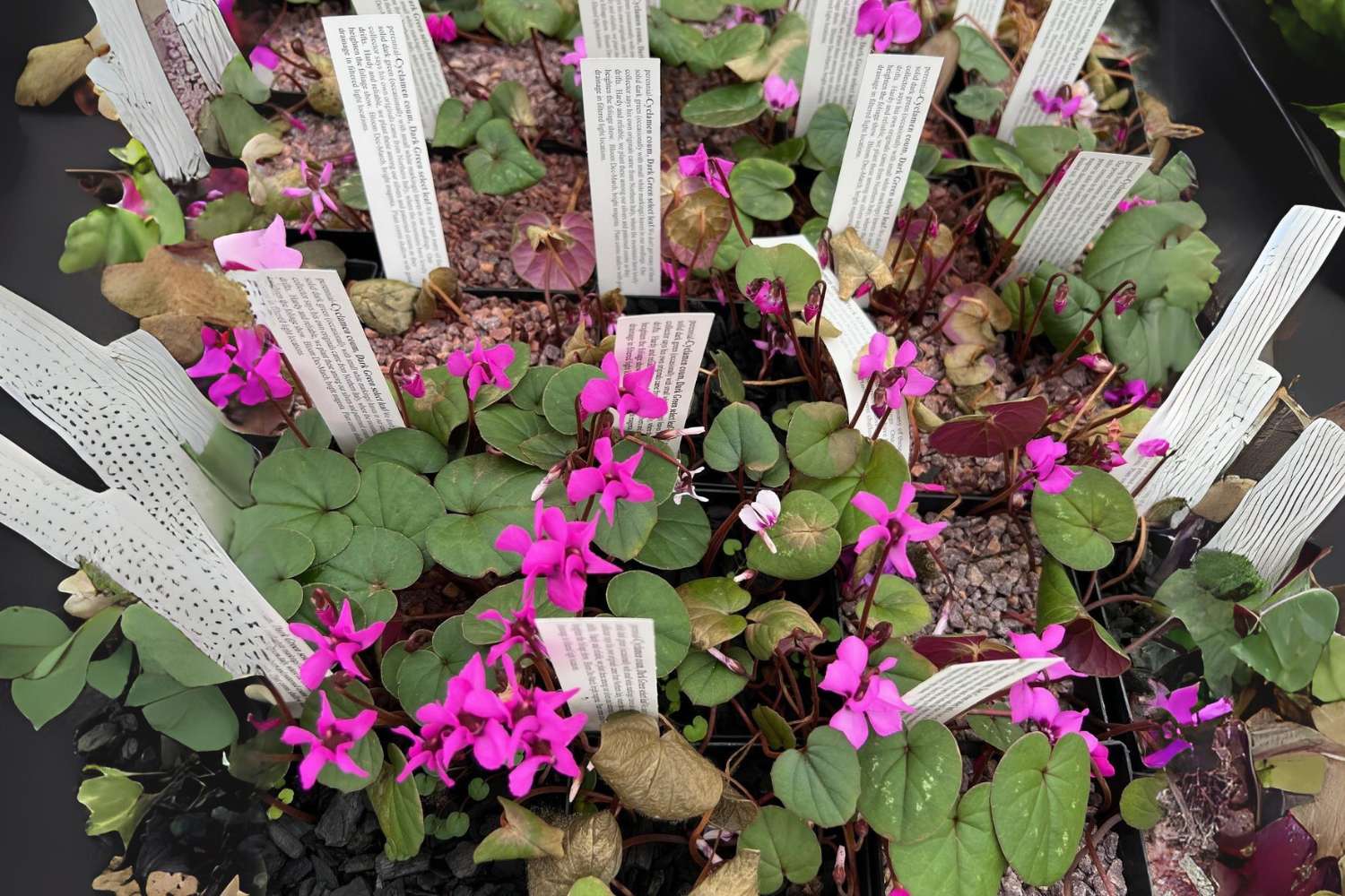 Hot pink flowers in small pots ready for planting at a nursery display