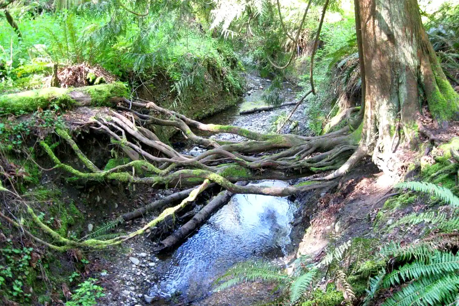 Big Gulch Trail