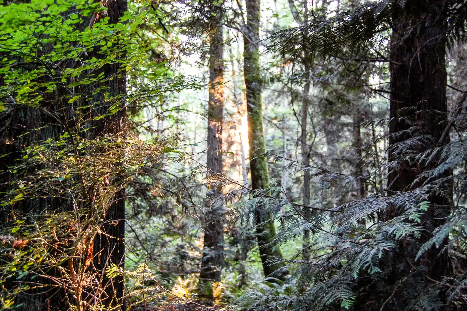 a photo of trees in Japanese Gulch