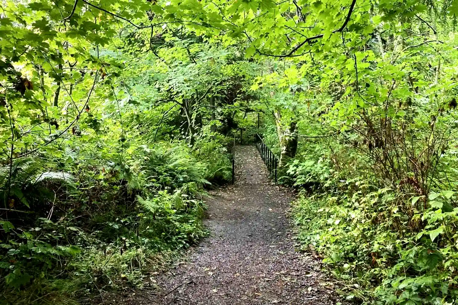 Pine Ridge Trail