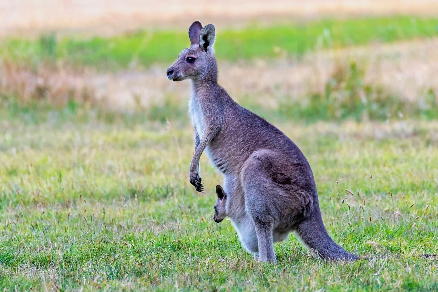 Kangaroo Farm