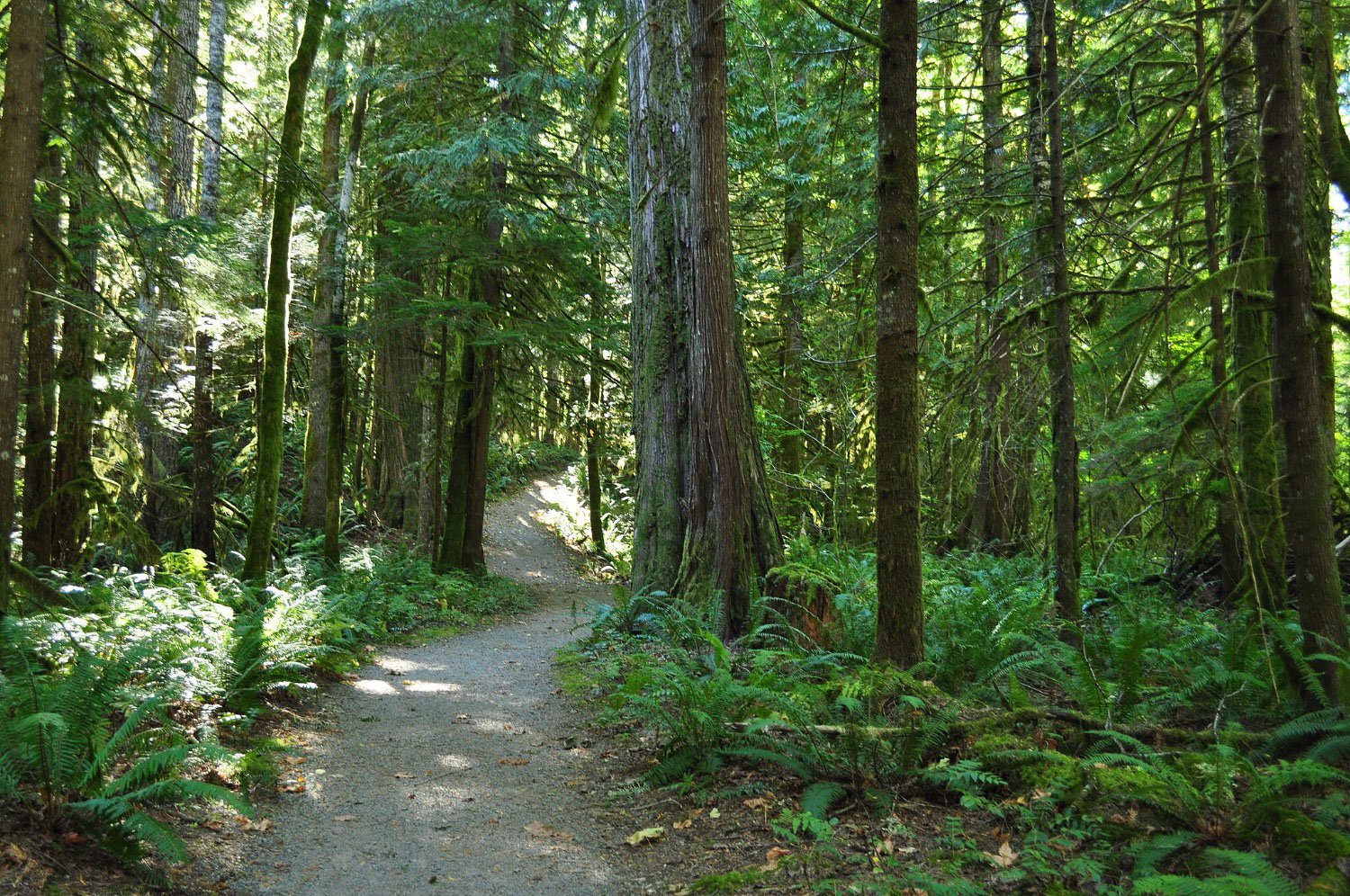 A scenic hiking trail path.
