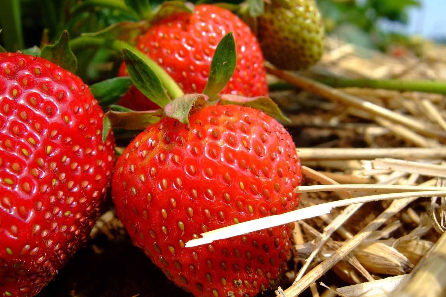 Image of a fresh strawberry.