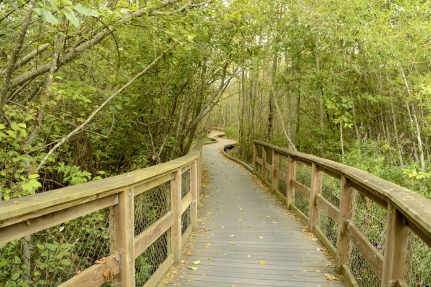 The boardwalk on Narbeck Wetland Sanctuary. Photo by Greenhorn.