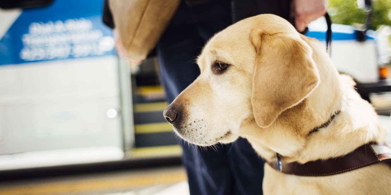 A service animal helps a rider board the bus