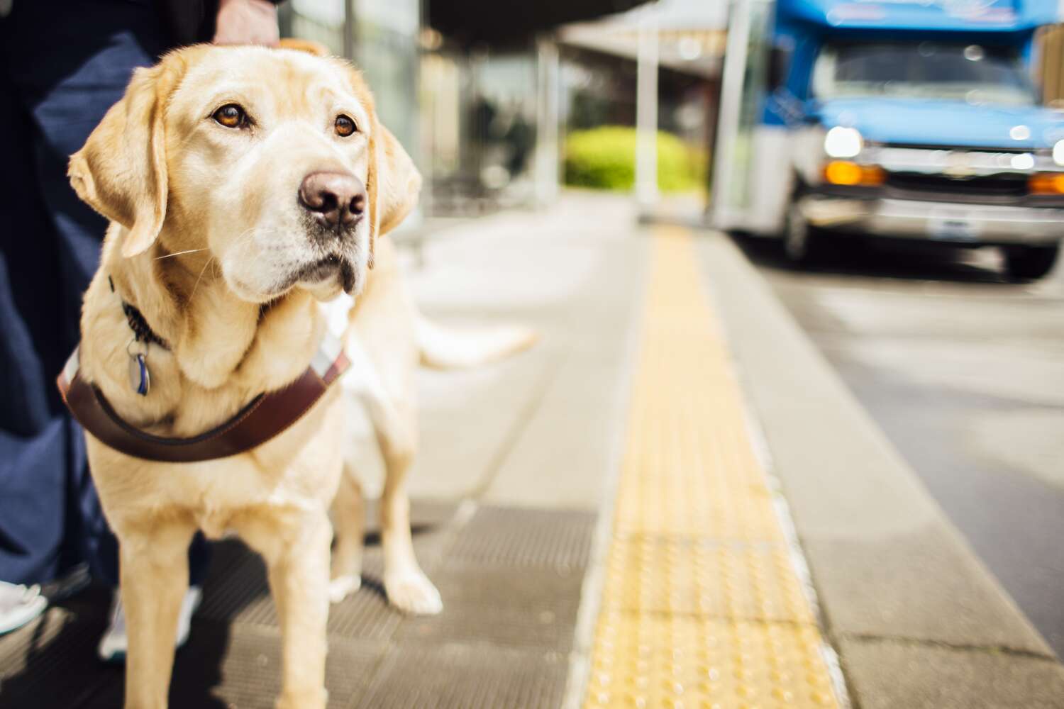 Guide dog helps someone get off a Community Tranist bus