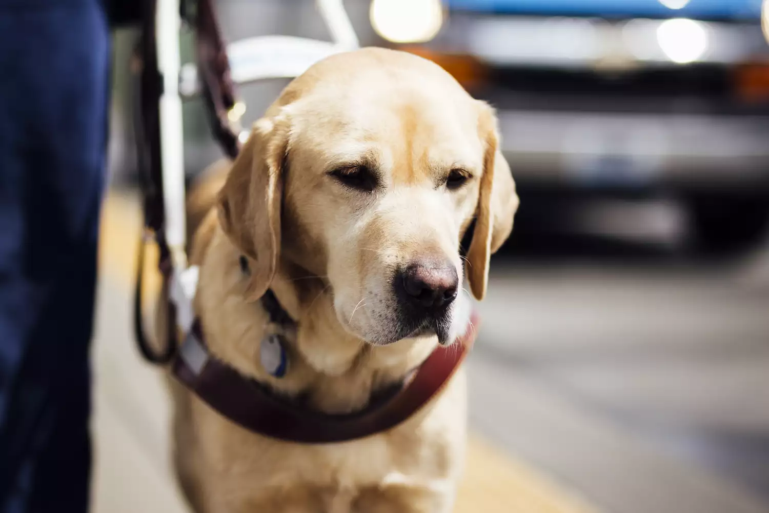 A really cute service dog.